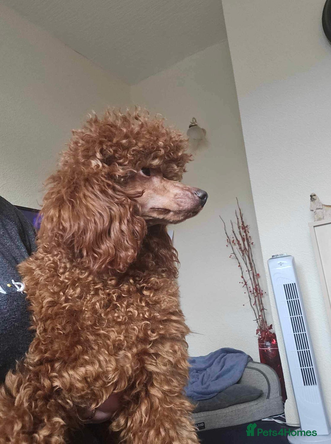 Toy Poodle dogs for sale: Toy poodle puppies  - Image 10