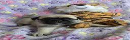 Pug dogs for sale: PUG PUPPIES Kennel Club registered - Advert 11