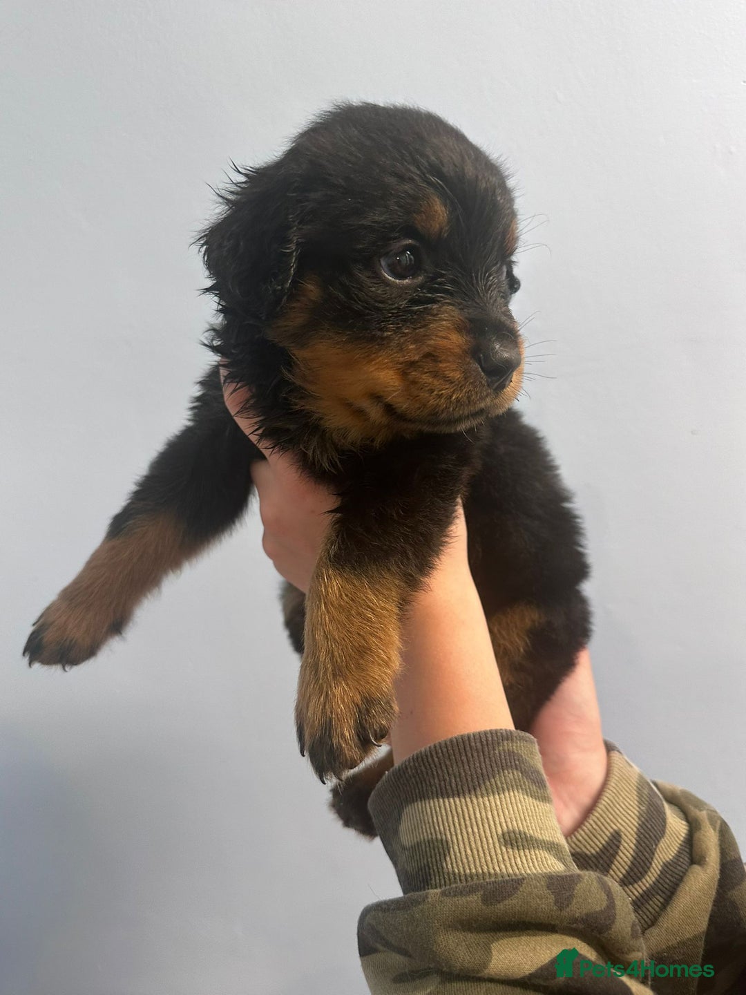 Rottweiler dogs for sale: 🐾 Pure Bred Rottweiler Puppies 🐾 - Image 15