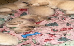 Goldador dogs for sale: Beautiful goldador puppies  - Image 11
