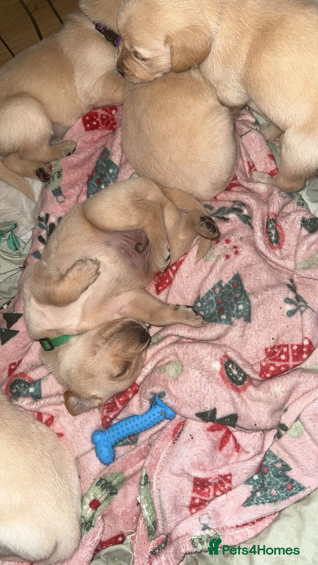 Goldador dogs for sale: Beautiful goldador puppies  - Image 11