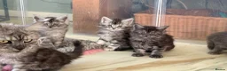 Maine Coon cats for sale: TICA Reg Black Smoke Maine Coon Kittens - Advert 7