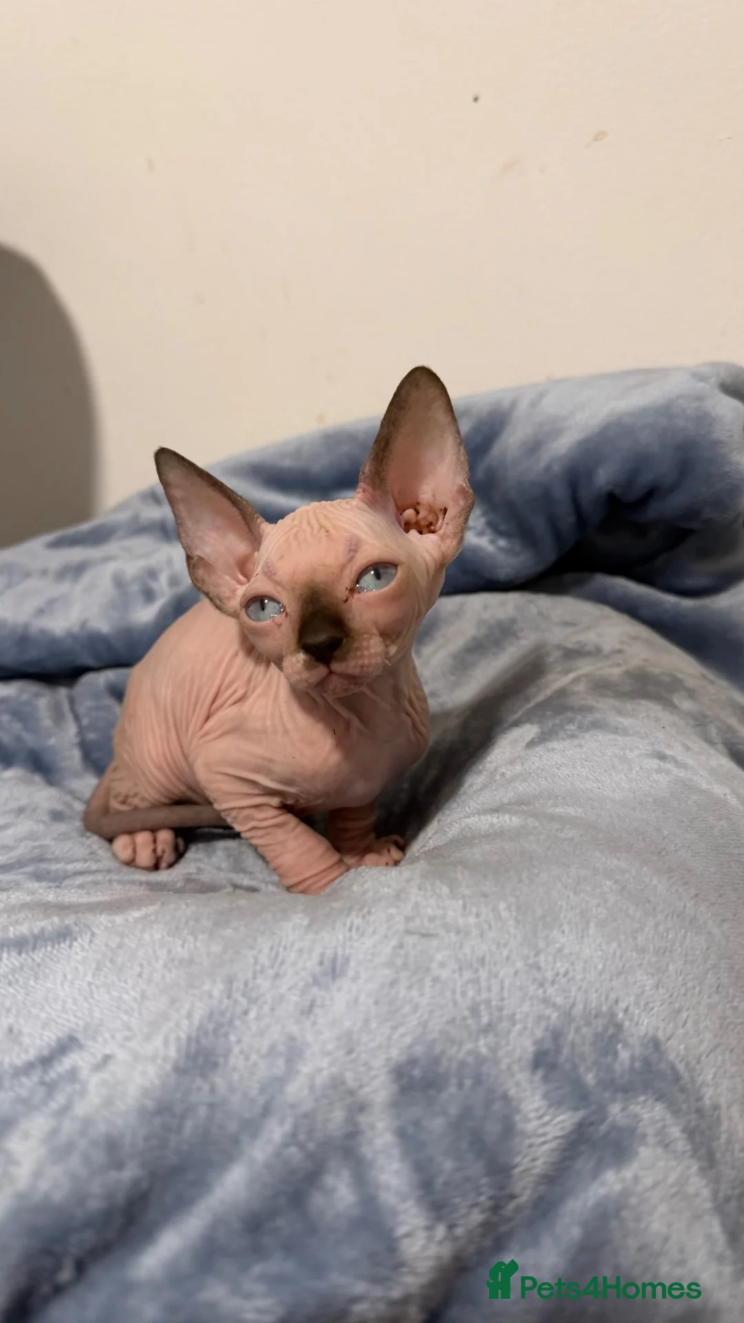 Sphynx cats for sale: Beautiful Male Sphynx Kitten – Ready Now  - Advert 13