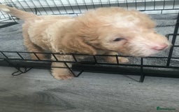 Mixed Breed dogs for sale: Mini poodle mix pups ready for forever homes - Image 12