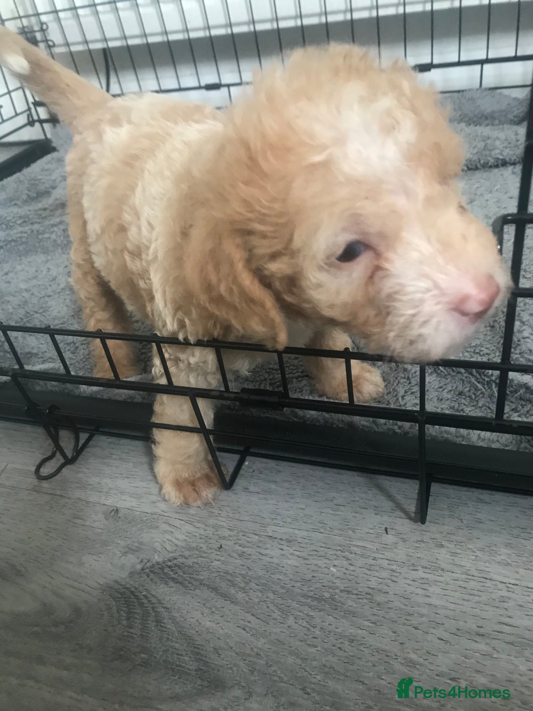 Mixed Breed dogs for sale: Mini poodle mix pups ready for forever homes - Image 12