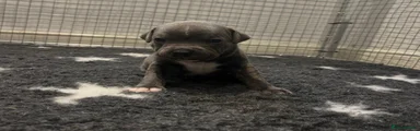 Staffordshire Bull Terrier grey 