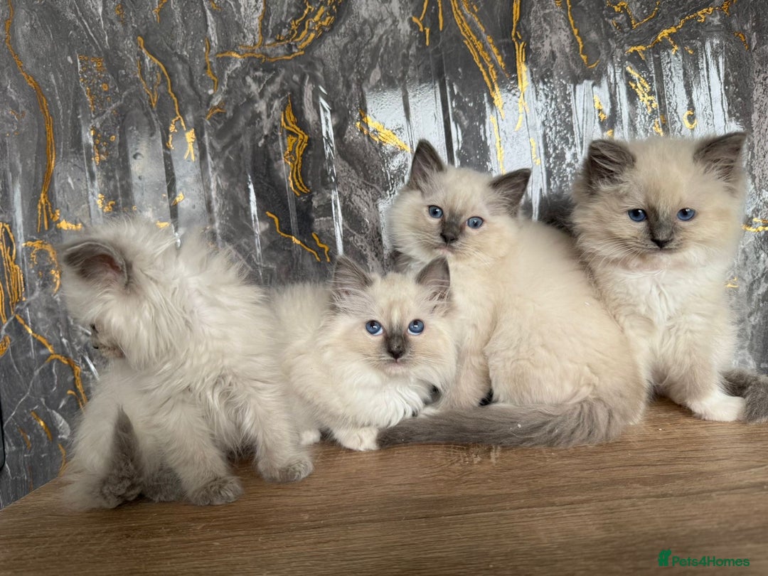Ragdoll cats for sale: GCCF Registered Ragdoll Blue Point . Ready to go  - Image 5