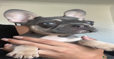 French Bulldog dogs - Advert 11