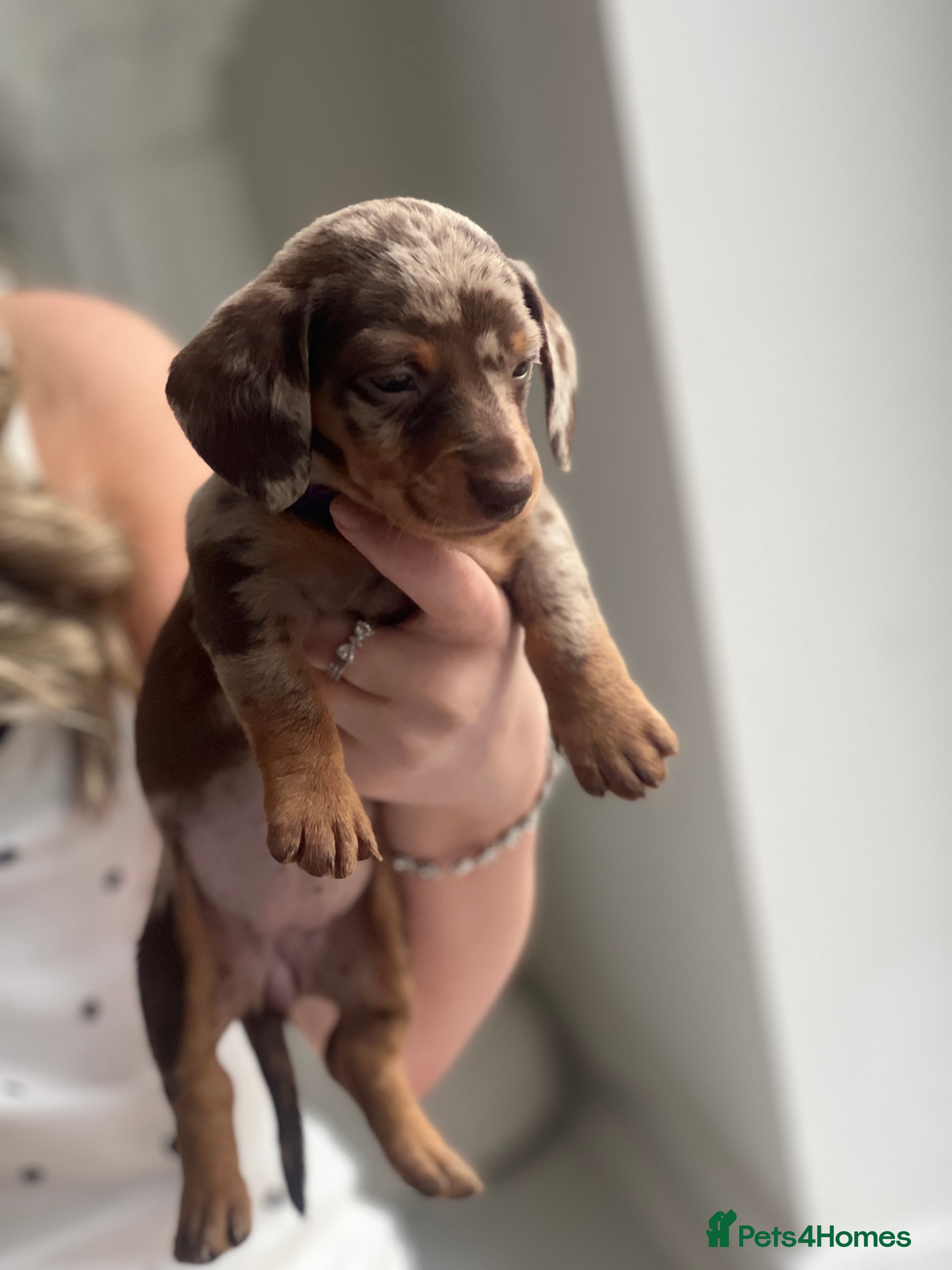 Miniature Dachshund dogs 8 miniature dachshund pups for sale - Advert 2