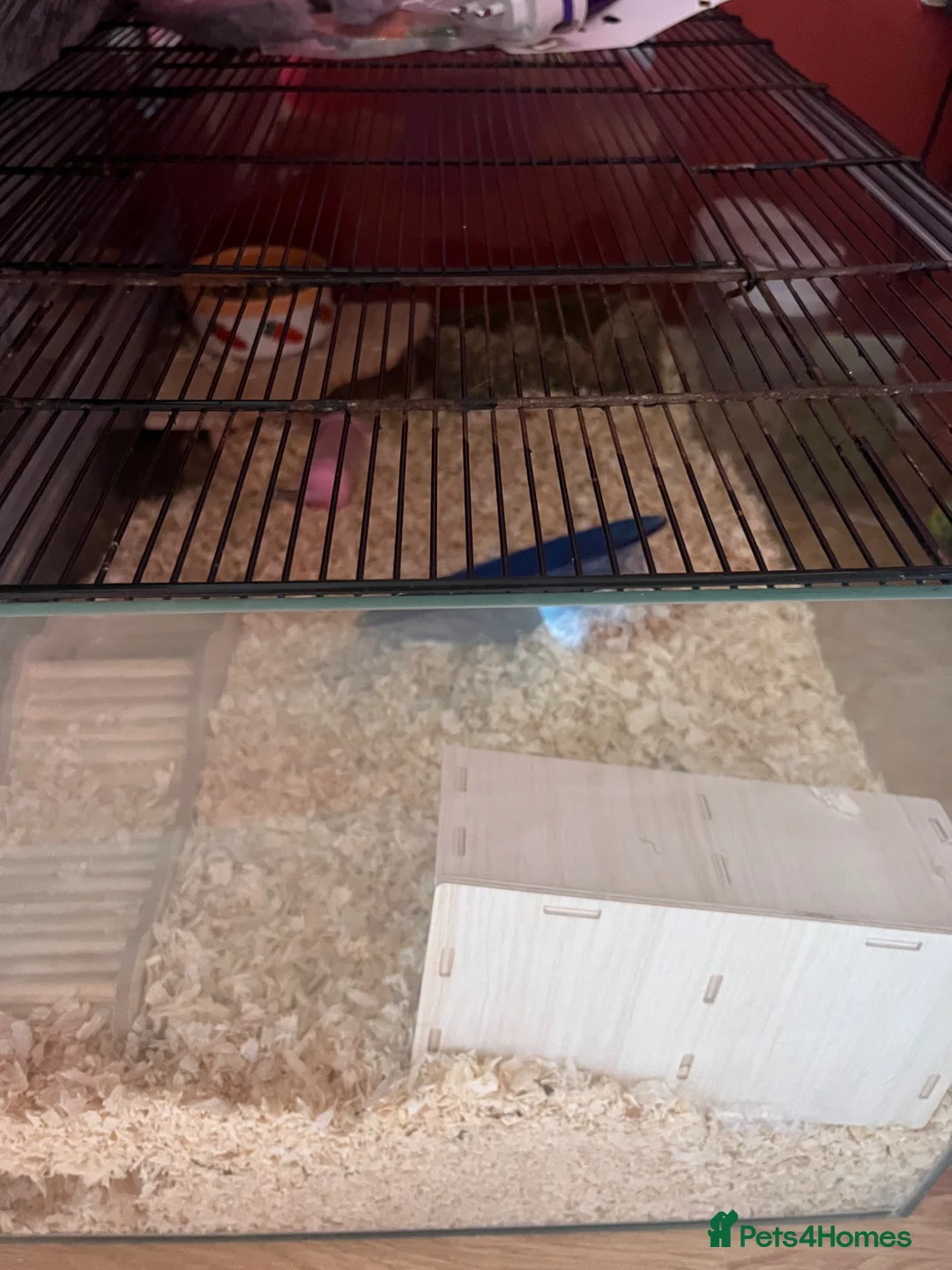 Hamster rodents for sale: Syrian hamster and set up - Advert 2