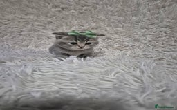 British Shorthair cats for sale: British short-hair kittens - Advert 15