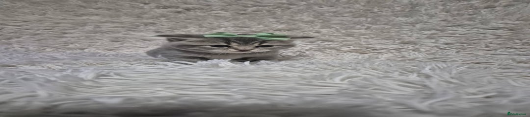 British Shorthair Kitten 5