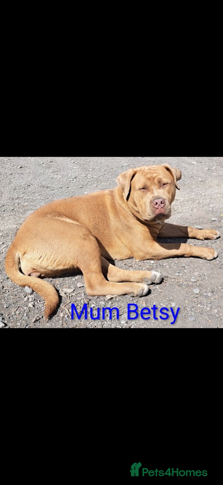 Rottweiler dogs 🐾 Unique & Gorgeous Shepweiler Mastiff Pups! 🐾 - Advert 2