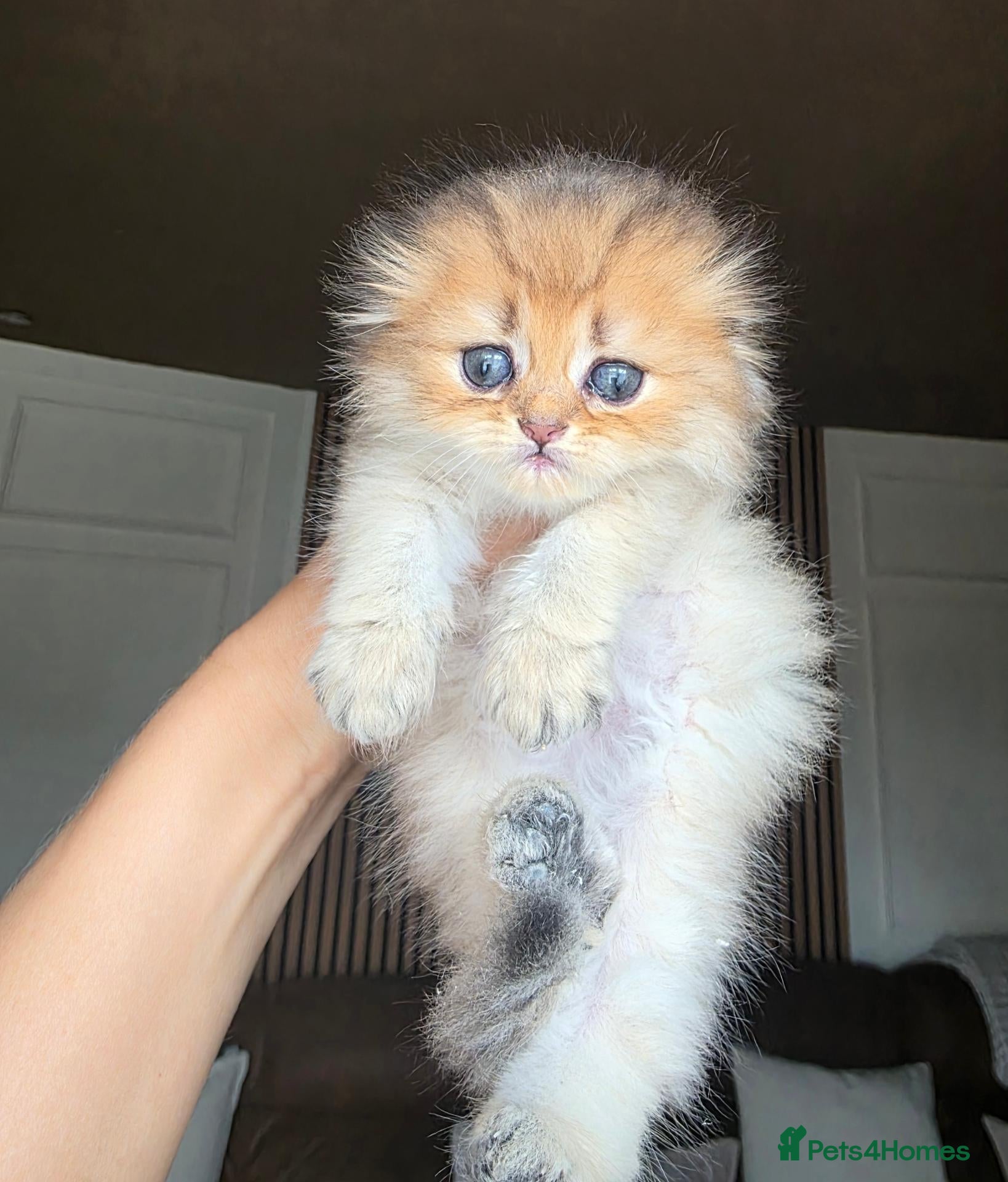 Munchkin cats Scottish Kilts ( MUNCHKIN FOLD) kittens 😸  - Advert 1