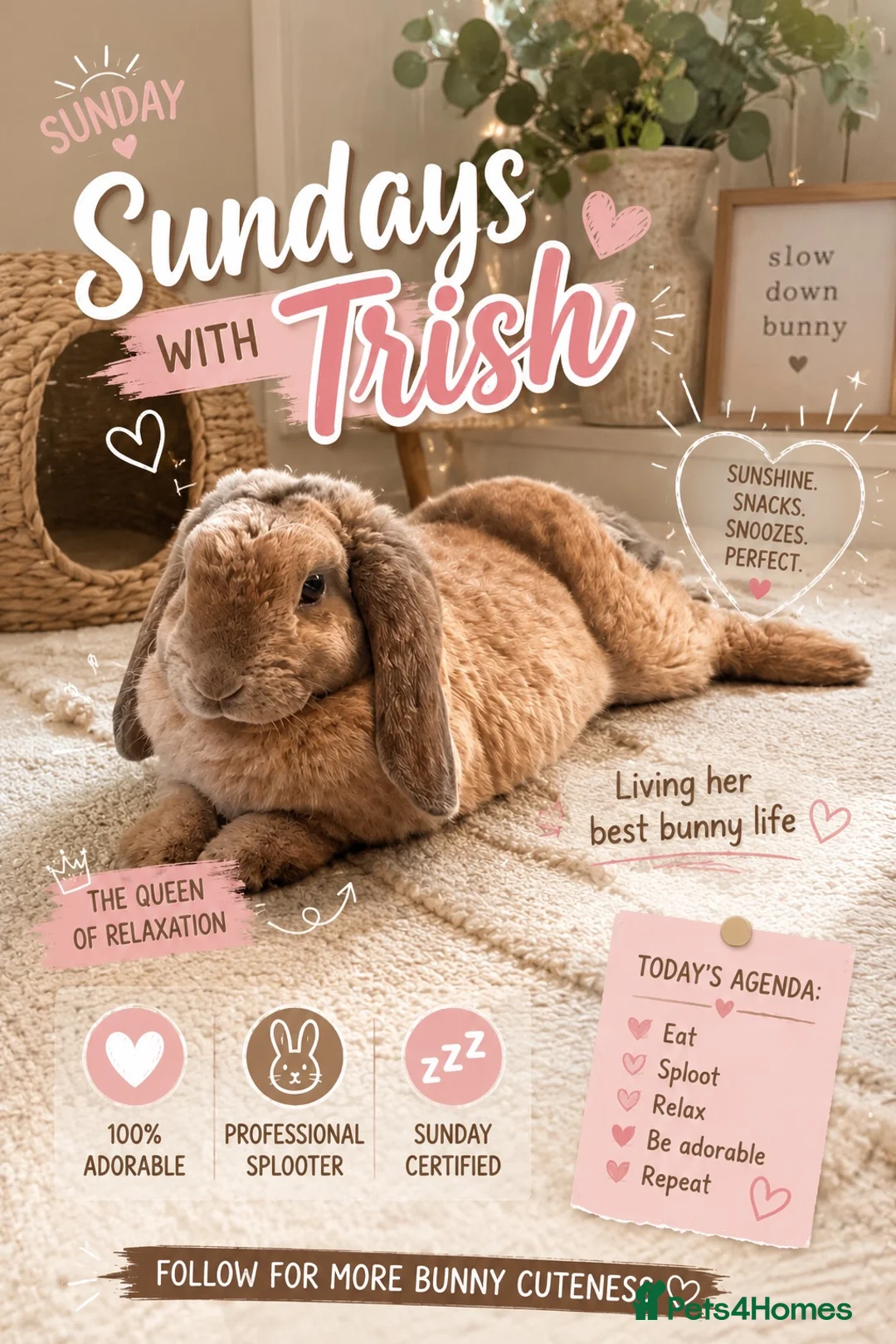 Mini Lop rabbits for sale: Rare plush mini lop - Advert 2