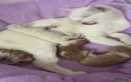 Turkish Angora cats for sale: Ginger white Turkish angora kittens 🥰 - Image 10