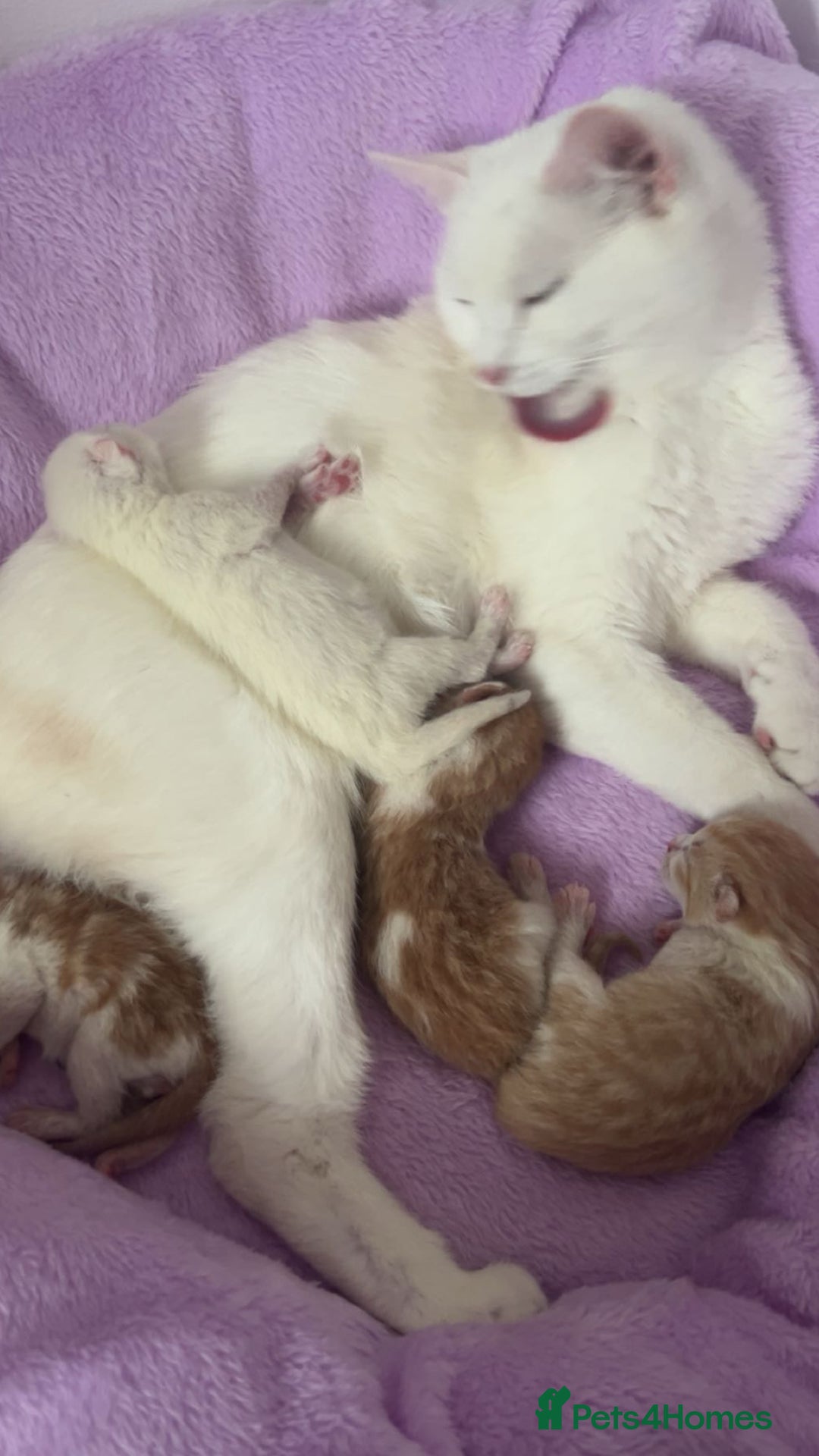 Turkish Angora cats for sale: Ginger white Turkish angora kittens 🥰 - Image 10