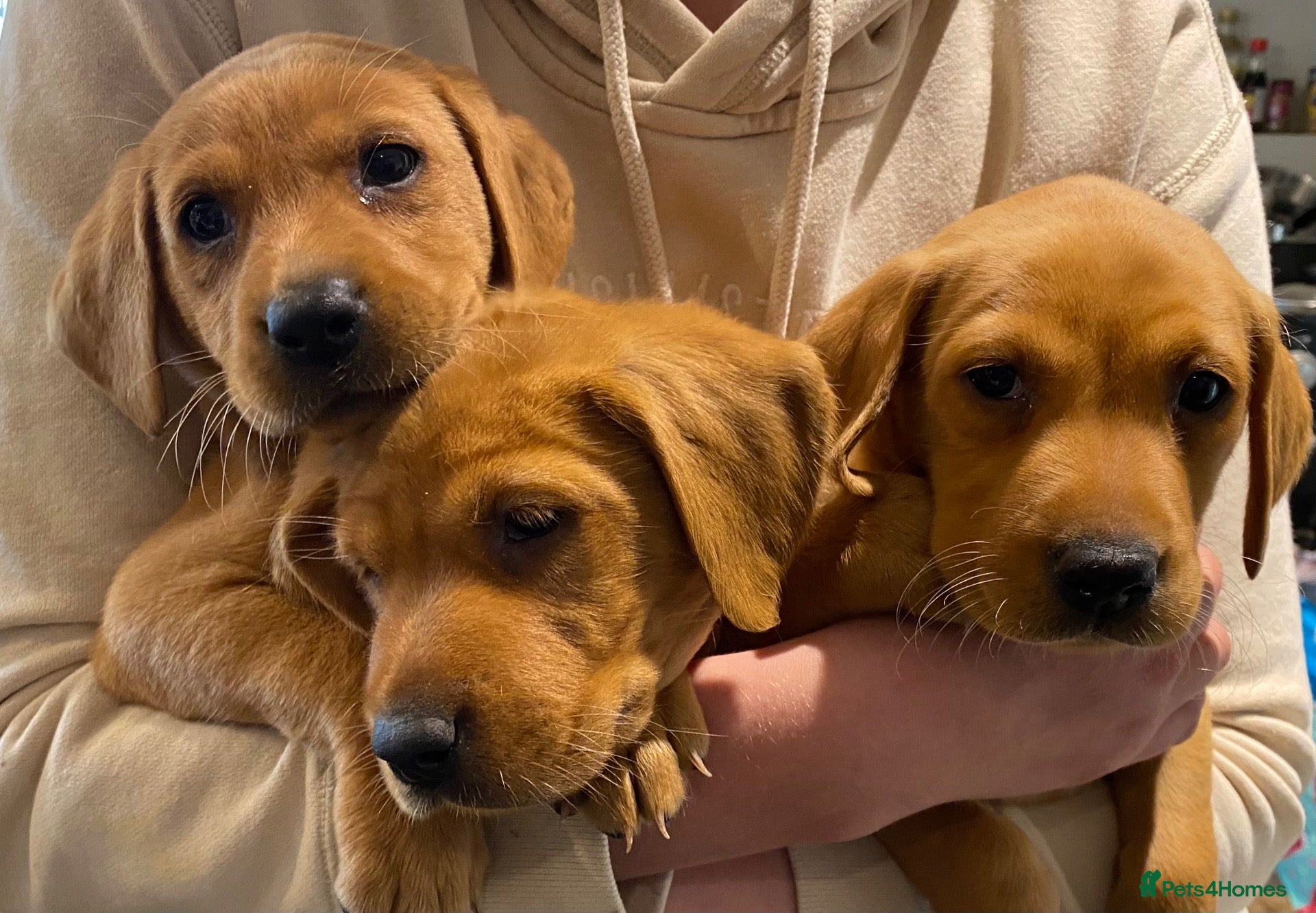 Labrador Retriever dogs STUNNING FOX RED LAB PUPS VET HEALTH CHECKED  - Advert 1