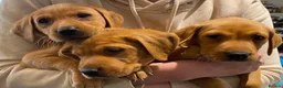 Labrador Retriever dogs for sale: EXCEPTIONALLY WELL BRED FOX RED LABRADOR PUPPIES  - Advert 2