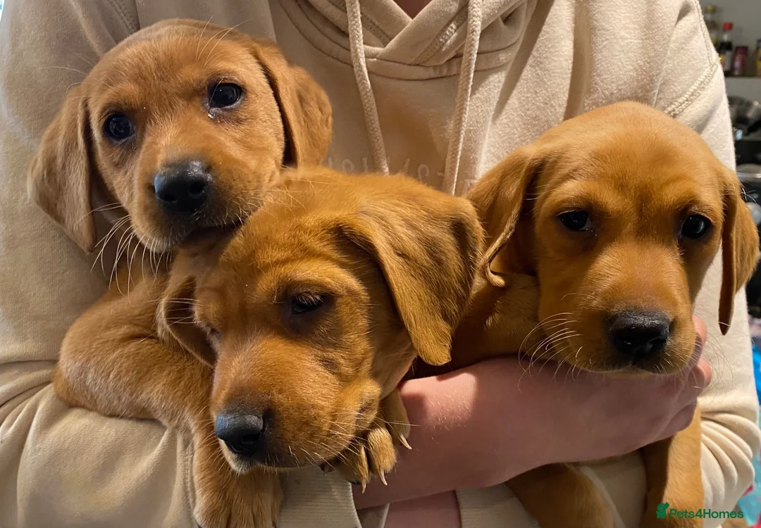 Labrador Retriever dogs for sale: EXCEPTIONALLY WELL BRED FOX RED LABRADOR PUPPIES  - Advert 2