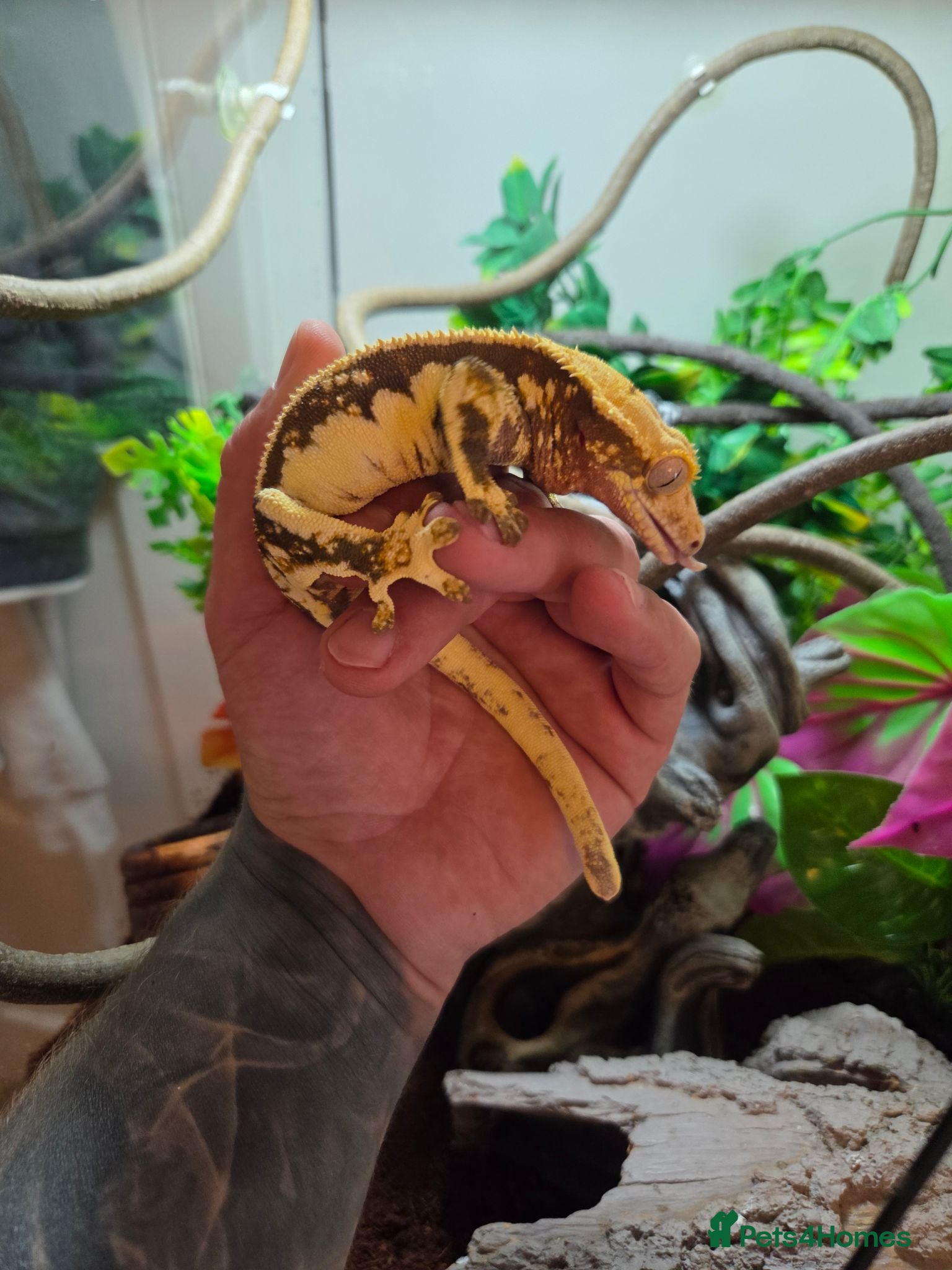 Gecko reptiles Crested Geckos pair - Advert 1
