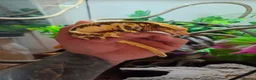 Gecko reptiles for sale: Crested Geckos pair in Slough - Advert 1