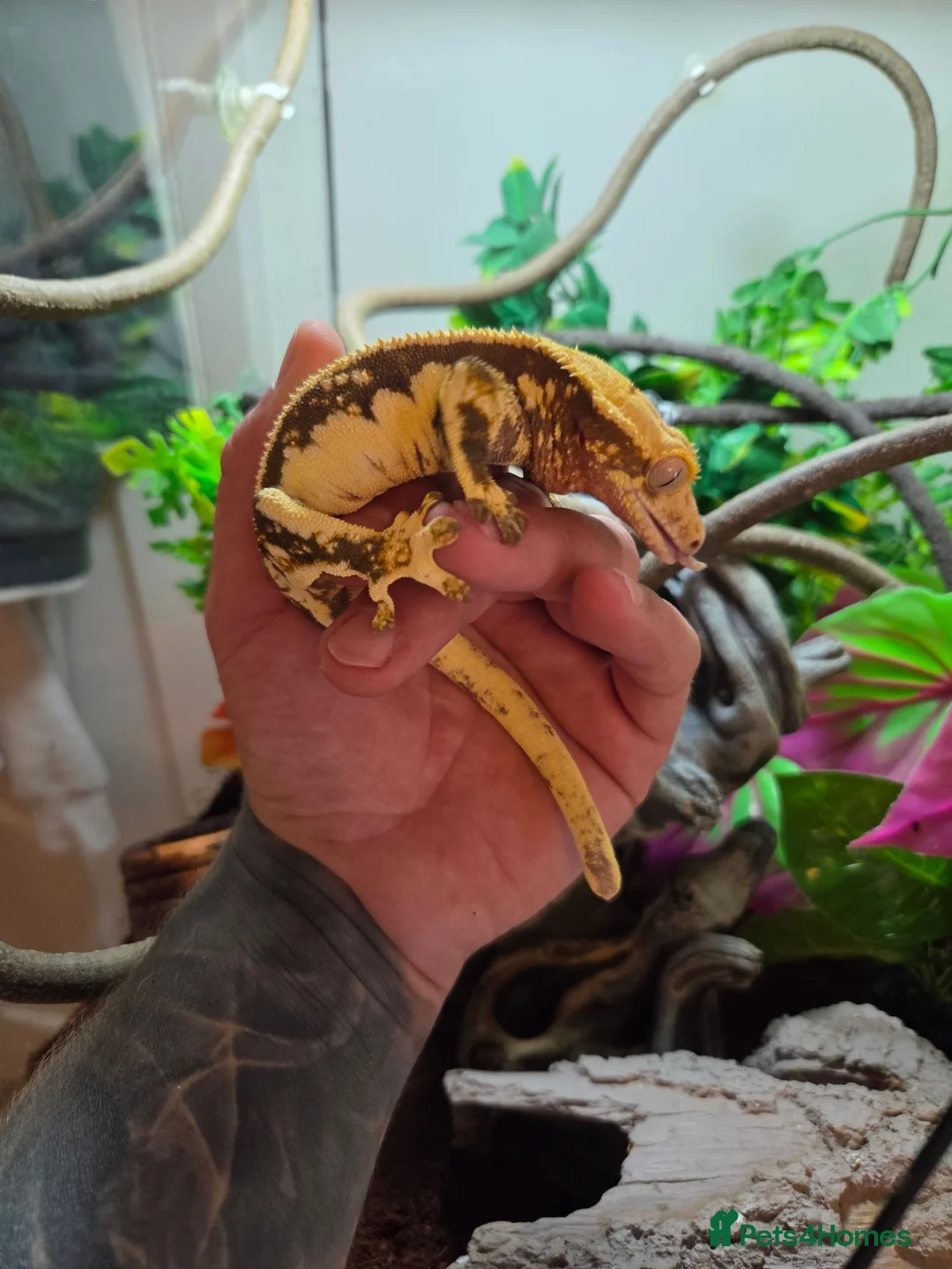 Gecko reptiles for sale: Crested Geckos pair in Slough - Advert 1
