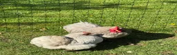 Chickens poultry for sale: Lavender Pekin bantam cockerel  in Gainsborough - Advert 4