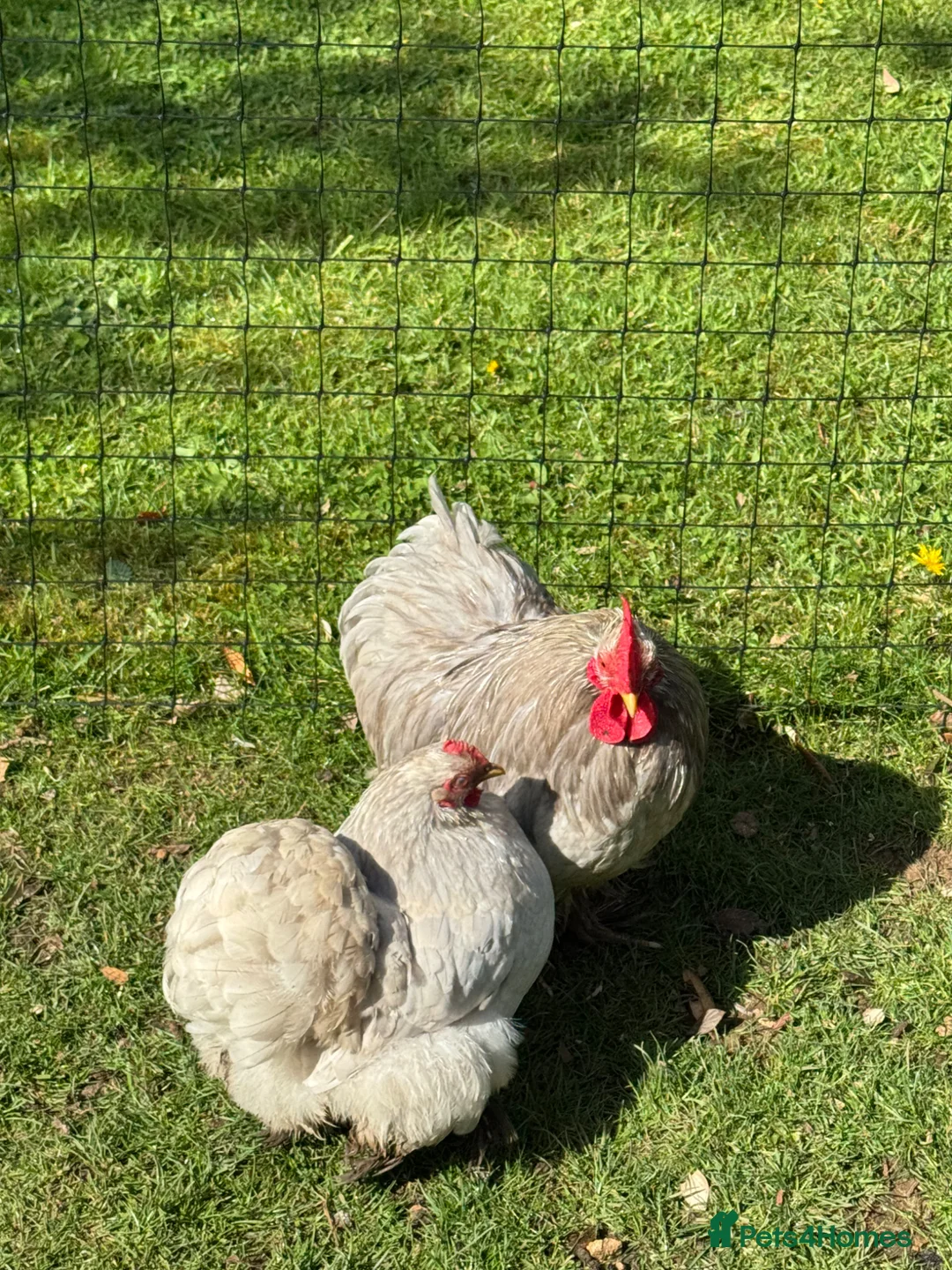 Chickens poultry for sale: Lavender Pekin bantam cockerel  in Gainsborough - Advert 4