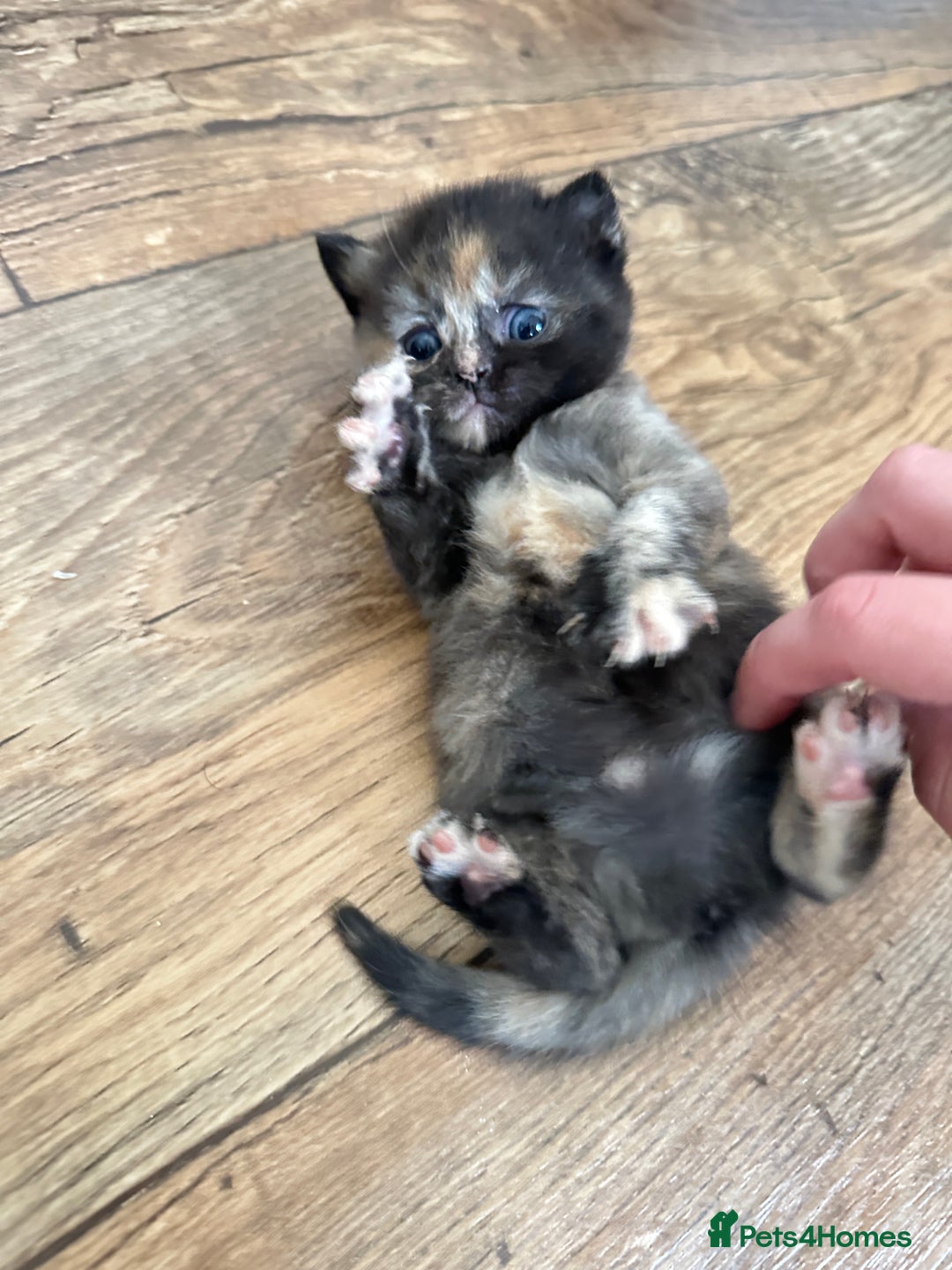 British Shorthair cats for sale: Chunky British Shorthair Kittens - Advert 12