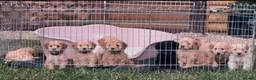 Cockapoo dogs for sale: Miniature cockapoo s in Chippenham - Advert 13