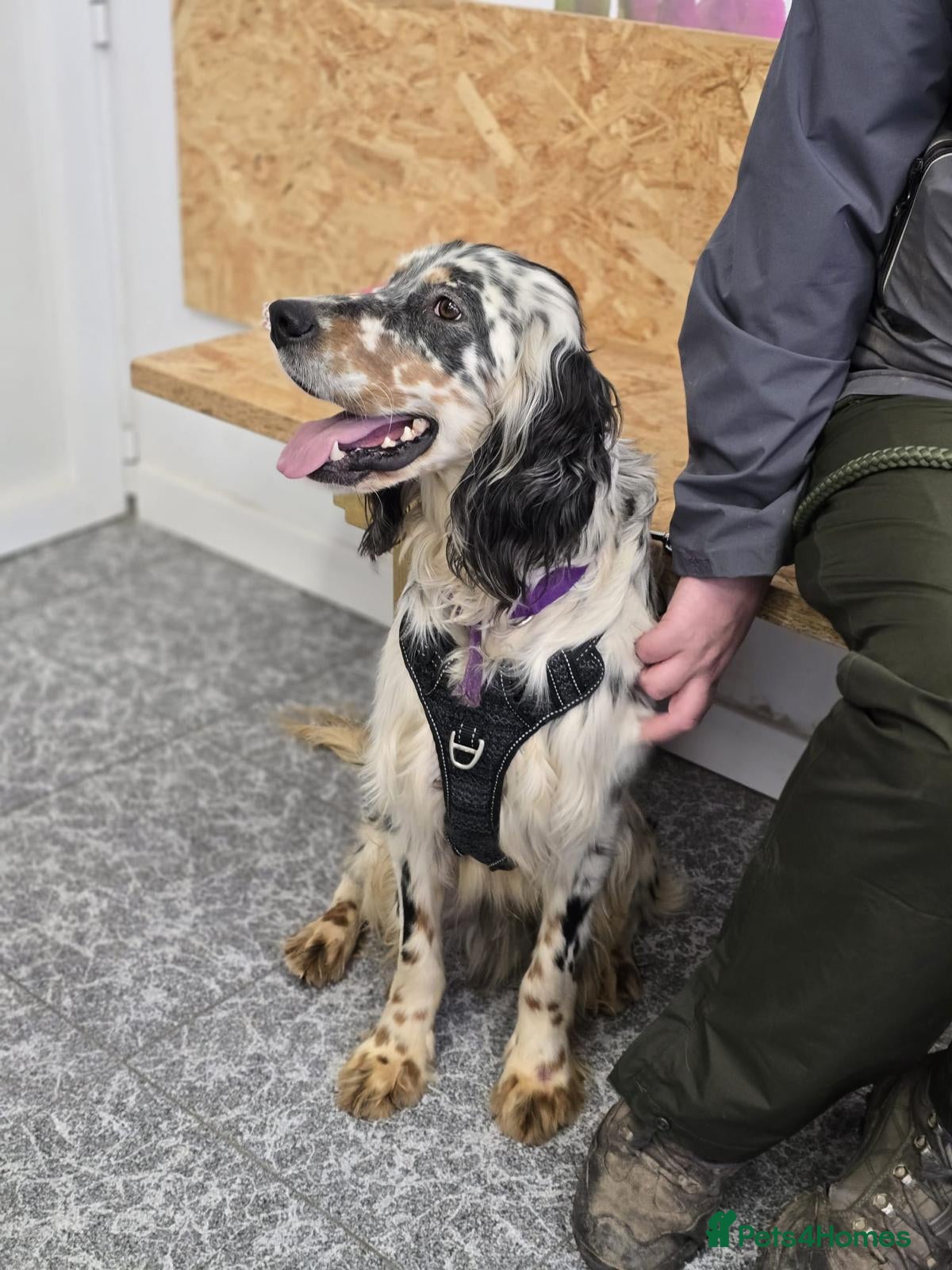 English Setter dogs Drick - Advert 16