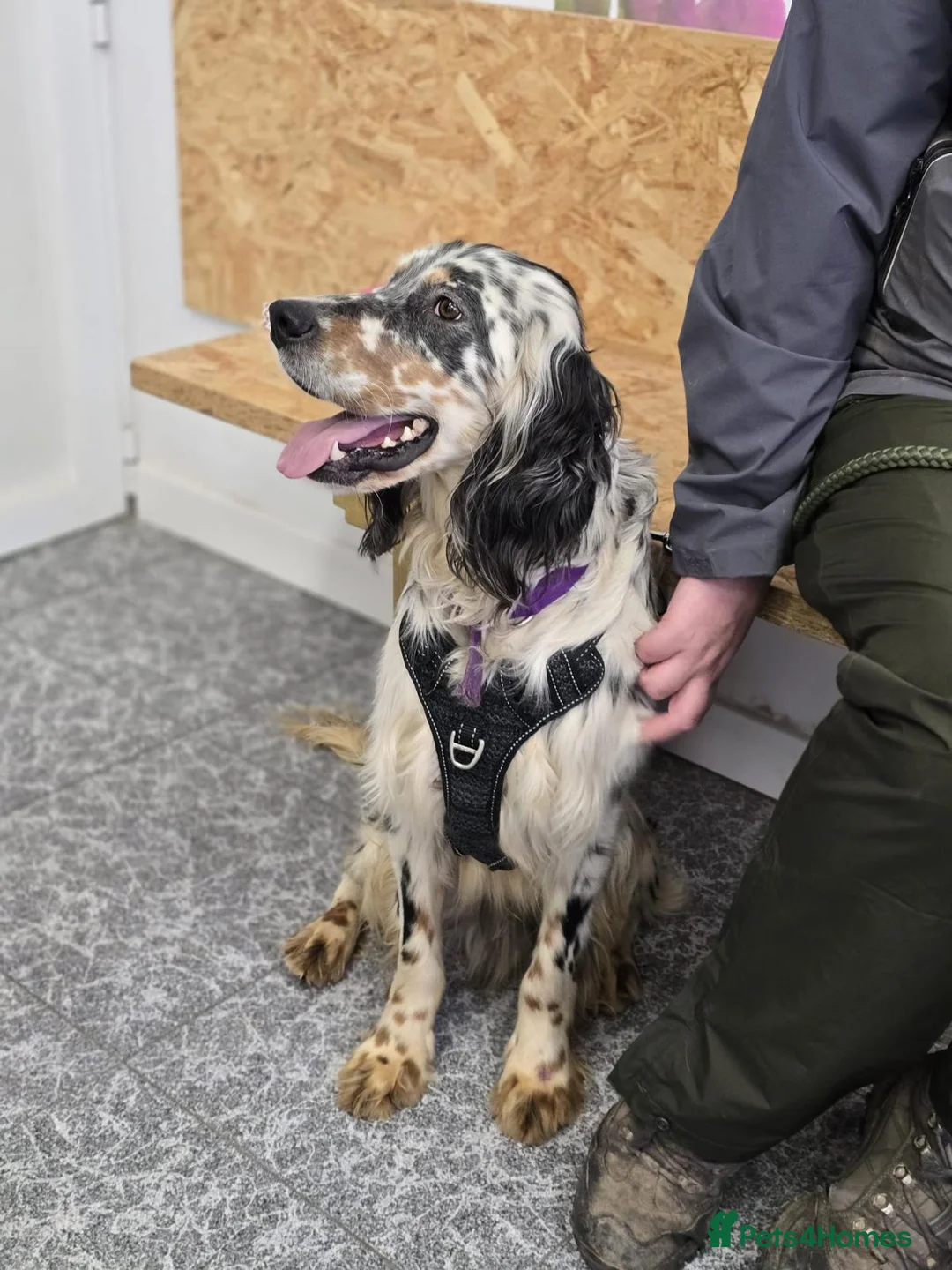 English Setter dogs for adoption: Drick - Advert 1