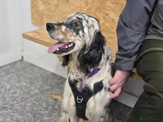 English Setter dogs Drick - Advert 16