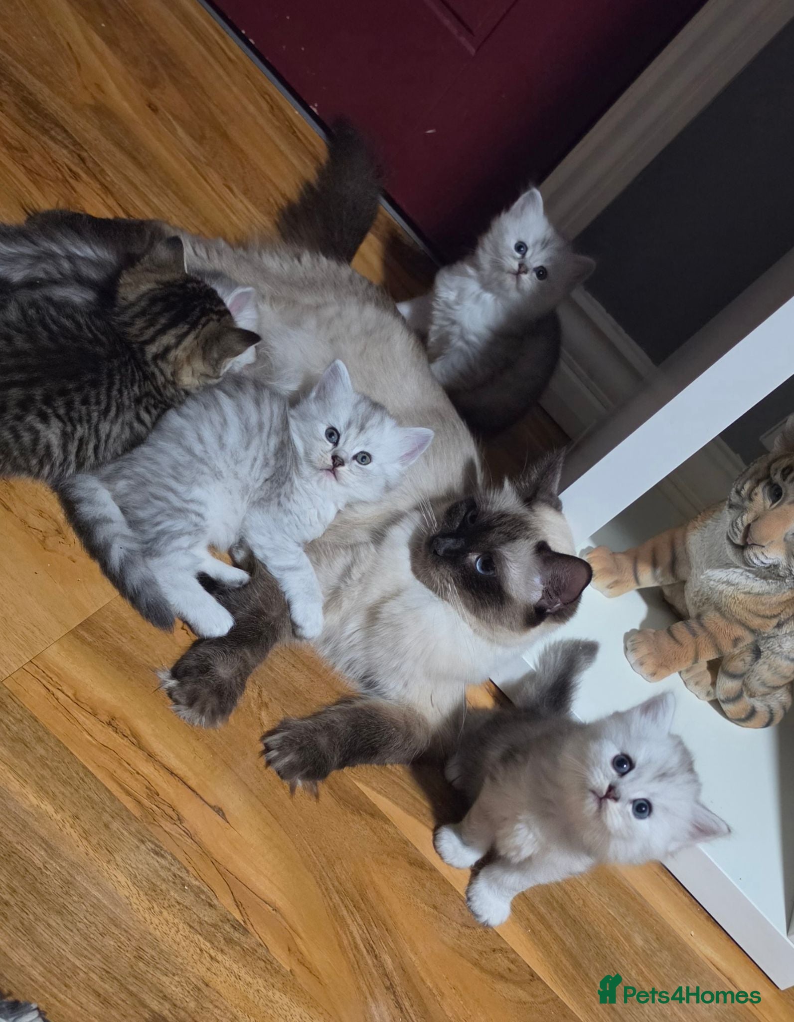 Mixed Breed cats Ragdoll x scottish straight - Advert 4