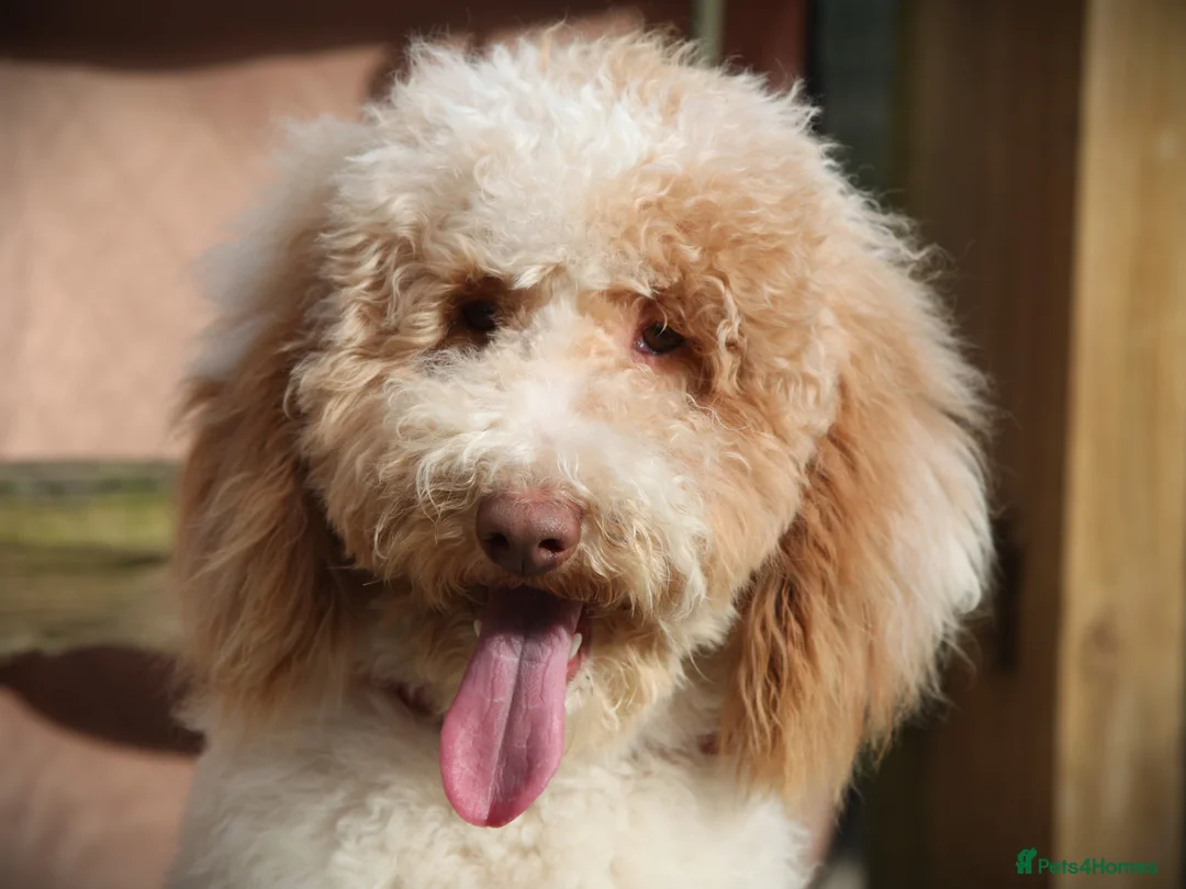 Poodle dogs for stud: Professional Stud Service - Advert 2