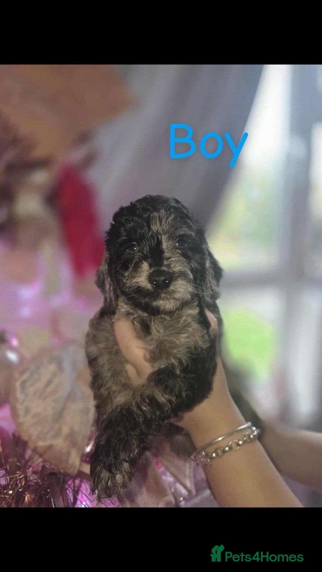 Cockapoo dogs for sale: 8 beautiful F1 cockerpoos. 6 weeks old - Advert 7