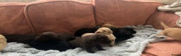 Labrador Retriever dogs for sale:  KC Bloodline Labrador Retriever Puppies  - Advert 8