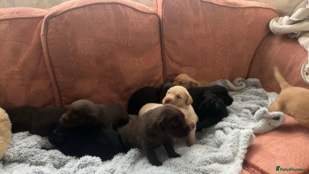 Labrador Retriever dogs for sale:  KC Bloodline Labrador Retriever Puppies  - Advert 8