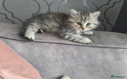 British Shorthair cats for sale: Norwegian forest cat x - Image 8