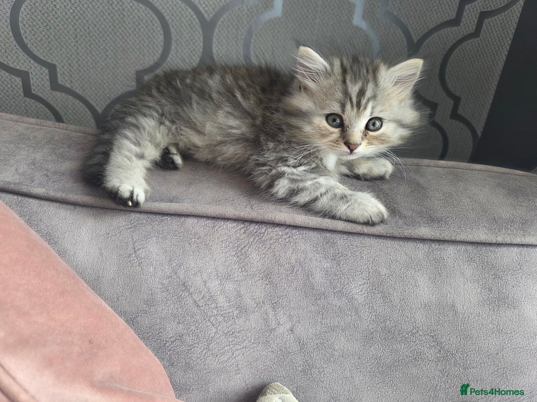 British Shorthair cats for sale: Norwegian forest cat x - Image 8
