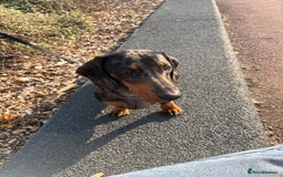 Miniature Dachshund dogs for stud: Bruno The Silver dapple - Image 5
