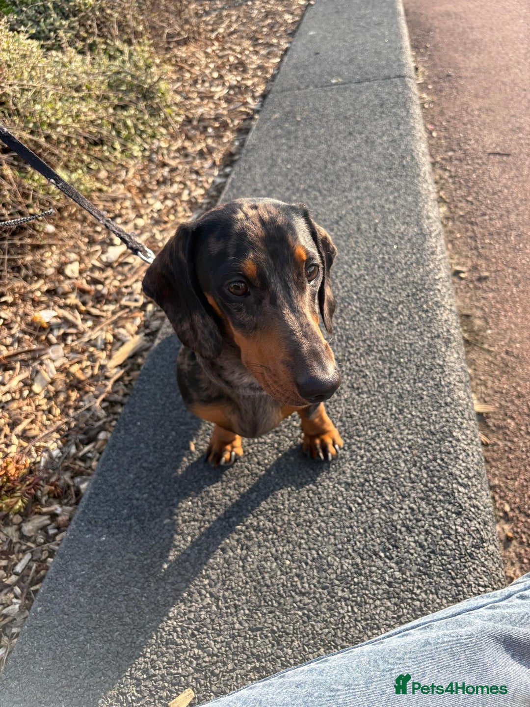 Miniature Dachshund dogs for stud: Bruno The Silver dapple - Image 5