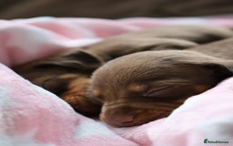 Dachshund dogs for sale: Dachshund Lovely Pupies Waiting for Forever Home - Image 12