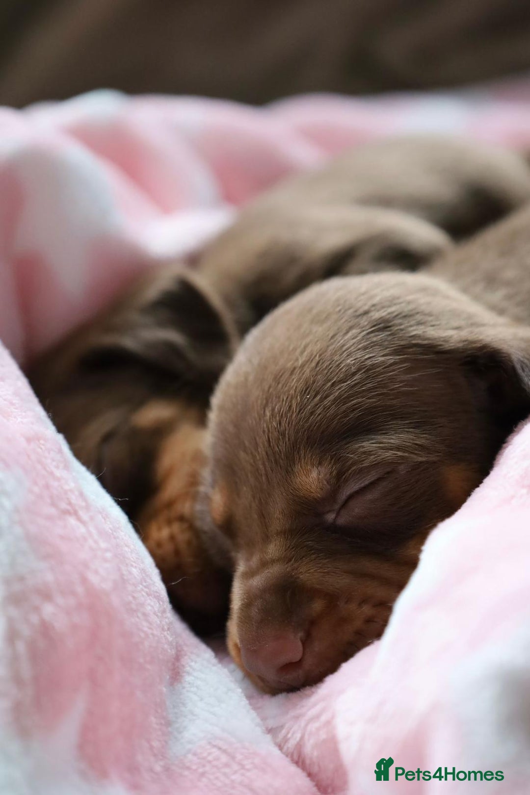 Dachshund dogs for sale: Dachshund Lovely Pupies Waiting for Forever Home - Image 12