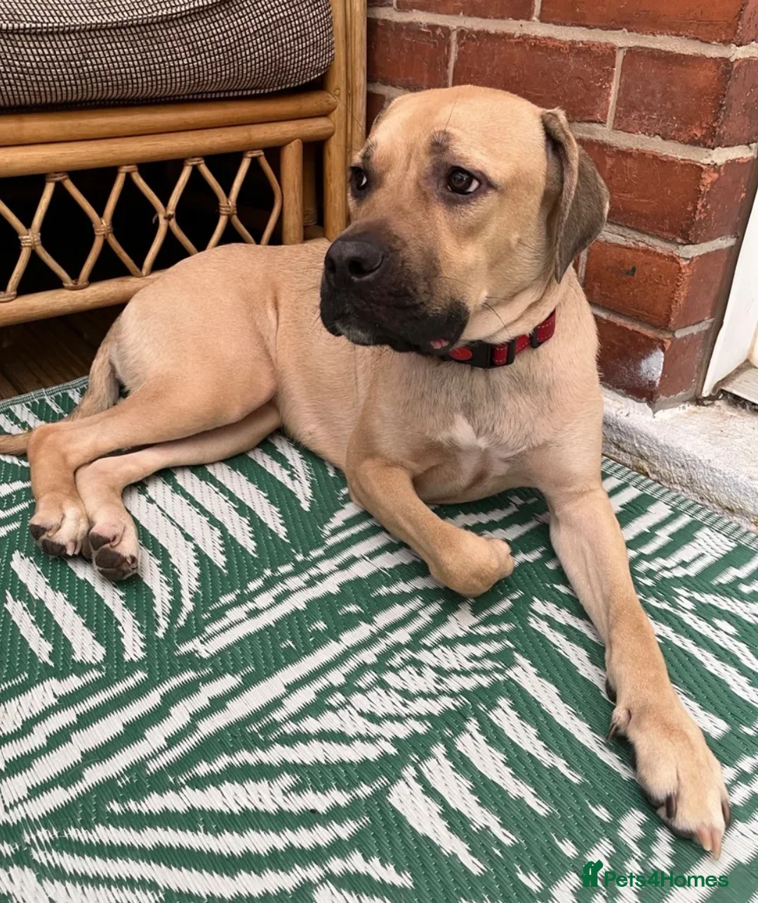 Mixed Breed dogs for sale: Urgent rehoming in Leicester - Advert 2