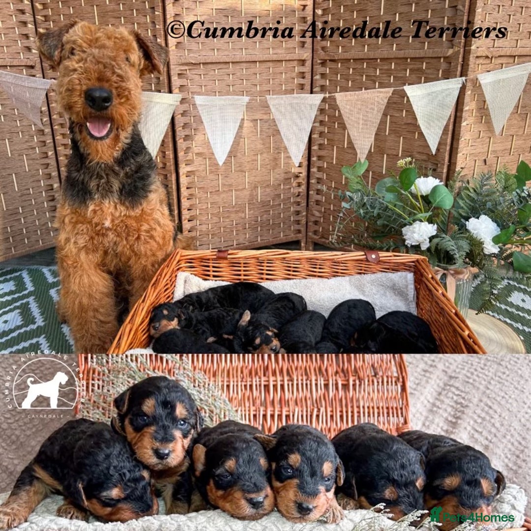 Airedale Terrier dogs for sale: ⭐️ AIREDALE TERRIERS WAITLIST ⭐️ - Advert 2