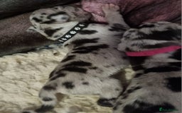 Great Dane dogs for sale: Exceptional pups, extensively health tested parent - Image 4