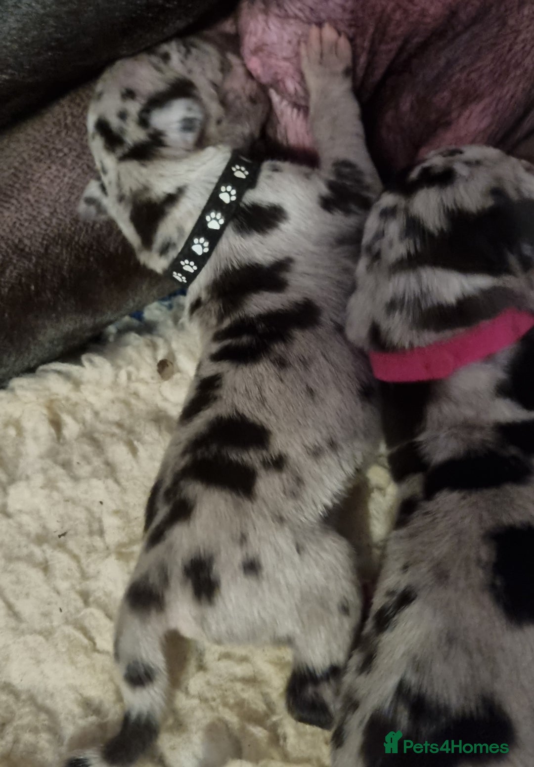 Great Dane dogs for sale: Exceptional pups, extensively health tested parent - Image 4
