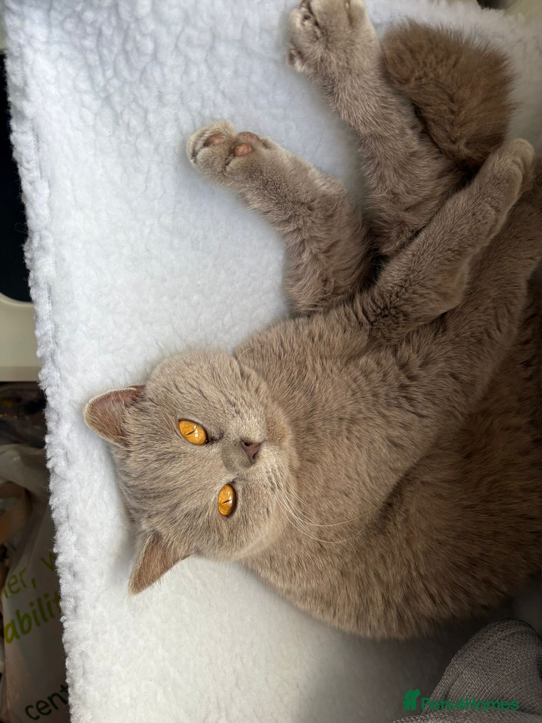 British Shorthair cats for sale: Beautiful British shorthair x kittens - Image 21